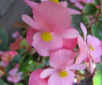 Close Up Of Pink Begonia