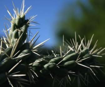 Closeup Buah Jaringan Cholla Kaktus