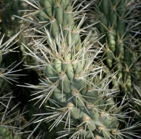 Closeup Buah Jaringan Cholla Kaktus