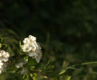 Closeup Of Blossom