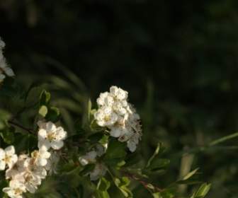 Closeup Of Blossom