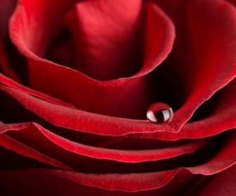 Gambar Closeup Mawar Merah Besar