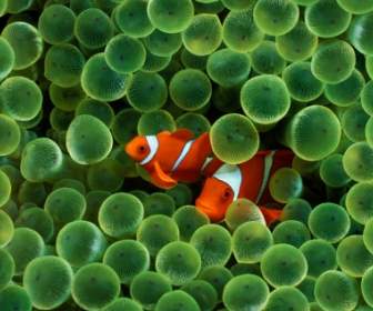 Clown Fish Wallpaper Fish Animals