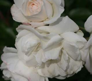 кластер из белых роз