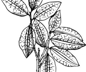 Coca Plant Clip Art