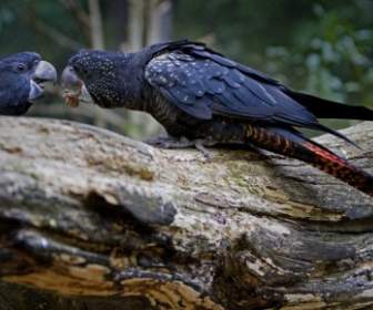 นกกระตั้ว Banksii สกุลนกกระตั้วดำหางแดงนกกระตั้ว