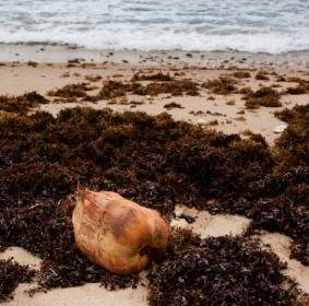 ココナッツと沿岸の海藻