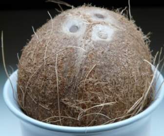 Coconut Germ Holes Coconuts