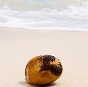 Coconut In Sand