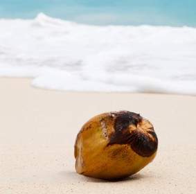 Coconut On Beach