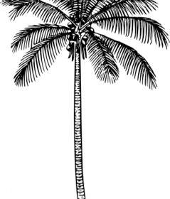 Coconut Palm Clip Art