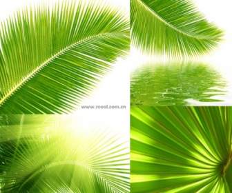 Coconut Tree Leaves Closeup Highdefinition Picturep