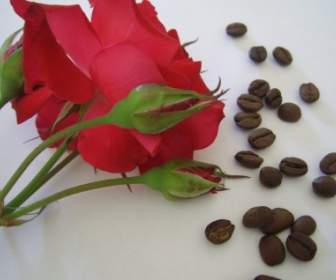 Grains De Café Et De Roses Rouges