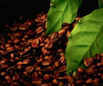 Coffee Beans Poster Hd Pictures
