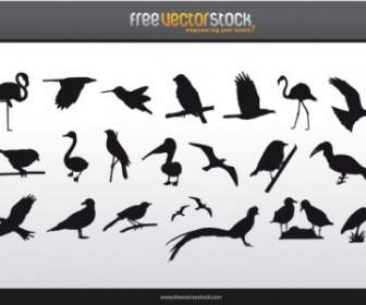 Collection De Silhouettes D'oiseaux