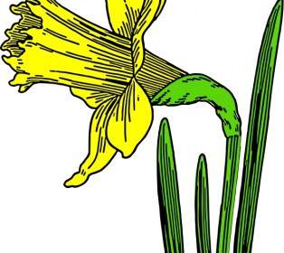 สี Daffodil