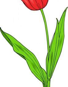 Tulip Yang Berwarna
