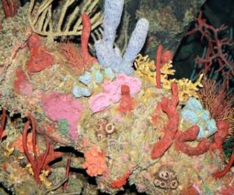 Coralli Colorati