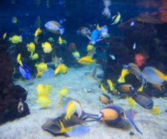 Colorful Fish Underwater