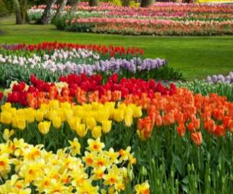 Colorful Flower Beds