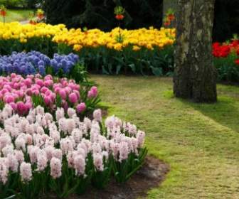 Colorful Flower Garden