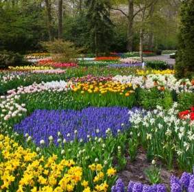 Colorido Jardín De Flores