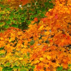 多彩的树叶在秋天