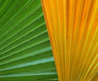 Bunte Palmblätter