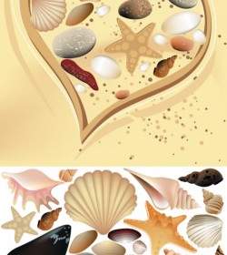 Colorful Shell Vector