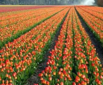Tulip Yang Berwarna-warni Field