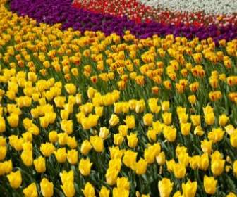 Hình Nền đầy Màu Sắc Tulip