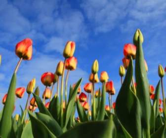 Colorful Tulips And Blue Sky
