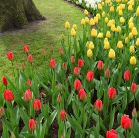 Colorful Tulips And Hyacinths