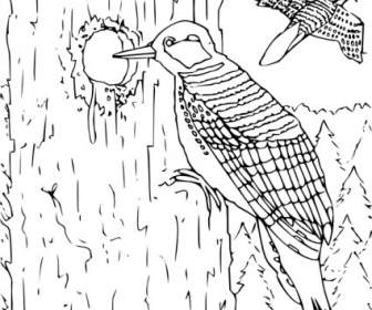 Mewarnai Buku Woodpecker Clip Art