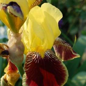 Iris Colorido