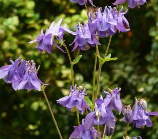 Common Akelei Columbine Flower
