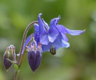 Common Akelei Flower Blue
