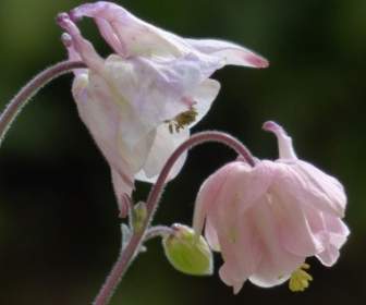 Common Akelei Flower Pink