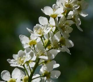 Ciliegia Di Uccello Comune Fiori Di Prunus Padus