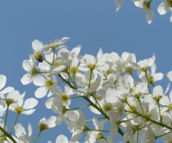 Fleurs De Cerisier Des Oiseaux Commun Prunus Padus