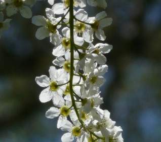 Fleurs De Cerisier Des Oiseaux Commun Prunus Padus