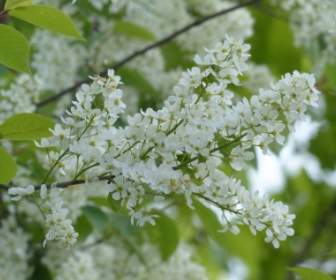 Flores En Común Pájaro Cereza Prunus Padus
