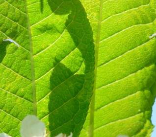 Gemeinsame Gewöhnliche Traubenkirsche Blätter Prunus Padus