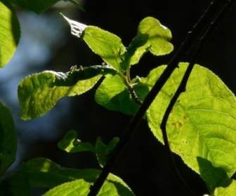 Cereza De Pájaro Común Deja Prunus Padus