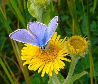 Голубая бабочка общим Голубянка Икар