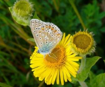 Голубая бабочка общим Голубянка Икар