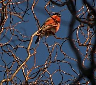 Common Bullfinch Bird Branch