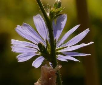Gemeinsame Chicorée-Chicorée-Blume