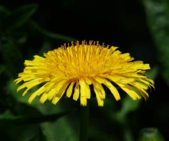 一般的なタンポポのタンポポの花