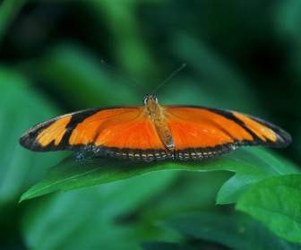 常見的橙色的蝴蝶